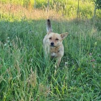 Lisia, suczka do adopcji