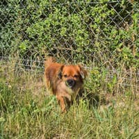 Mika, suczka do adopcji