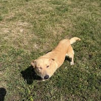 Gustaw, pies do adopcji