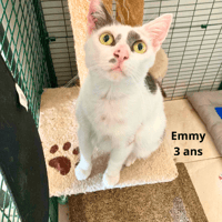 EMMY, chatte à adopter