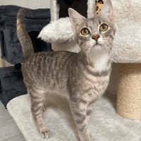 LYRA, chatte à adopter