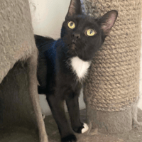 NERA, chatte à adopter