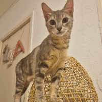 NIMUE, chatte à adopter