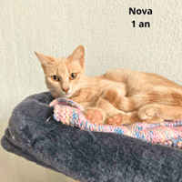 NOVA, chatte à adopter
