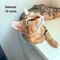 SIMONE, chatte à adopter