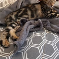 AKIRA, chatte à adopter
