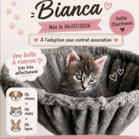 BIANCA, chatte à adopter