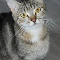 BIANCA, chatte à adopter