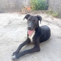 Cheeky chiot mâle Berger Créole, chien à adopter