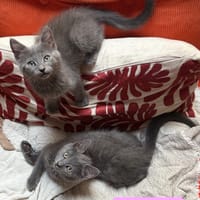 NUBE ET NUIAQ À ADOPTER ENSEMBLE OU SEUL SI DÉJÀ UN CHAT PRÉSENT CHEZ VOUS, chat à adopter