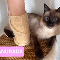 ARUNDATI ET ANURADA, chatte à adopter