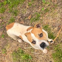 TILOU croisé boxer, chien à adopter