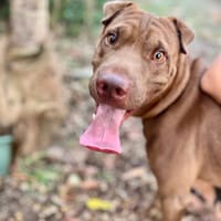 Pollux, mâle croisé Shar Pei, né le 03/06/2024 🐶, chien à adopter
