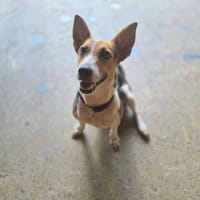 Mozaïk, Femelle, X Terrier Jack Russel, née le 01/12/2024 🐶, chienne à adopter