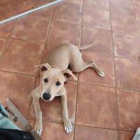 Mika, Femelle, X Berger, née le 15/01/2026, chienne à adopter