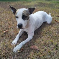 Hanae, Femelle, X Berger, Née le 03/11/2023 🐶, chienne à adopter
