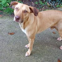 Fifi, mâle croisé berger, né le 15/06/2022 🐶, chien à adopter