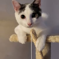 JACKSON, chat à adopter