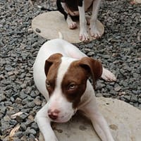 Yuto, mâle, Croisé Berger, né le 01/03/2026, chien à adopter