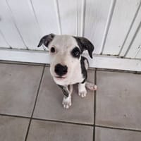 Tequila, Mâle, X Berger, né le 24/04/2026 🐶, chienne à adopter