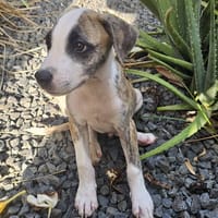 Sunrise, Mâle, X Berger, né le 24/04/2026 🐶, chien à adopter