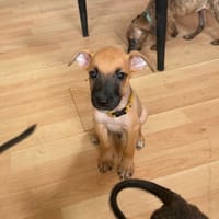 Nao, Mâle, X Berger, né le 15/05/2026 🐶, chien à adopter