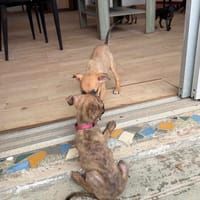 Lexi, Femelle, X Berger, née le 15/05/2026 🐶, chienne à adopter