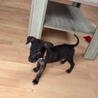 Kumo, Mâle, X Berger, né le 15/05/2026 🐶, chien à adopter