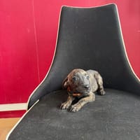 Kaori, Femelle, X Berger, née le 15/05/2026 🐶, chienne à adopter