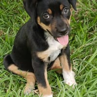 Hakuna, Femelle, X Berger, née le 01/06/2026 🐶, chienne à adopter