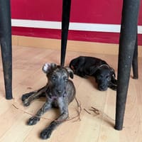 Fifa, Femelle, X Berger, née le 15/05/2026 🐶, chienne à adopter