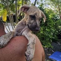 Fenzo, Mâle, X Berger, né le 24/04/2026 🐶, chien à adopter