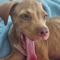 Bubble, Mâle, X Berger, né le 15/04/2026 🐶, chien à adopter