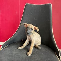 Bingo, Mâle, X Berger, né le 15/05/2026 🐶, chien à adopter