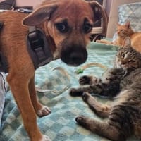 Welpe Nanni sucht ein Zuhause, Hündin zur Adoption