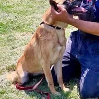 RUBY im 91616 Neusitz, Hündin zur Adoption