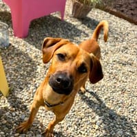 STROLCH sucht seine Lieblingsmenschen, Hund zur Adoption