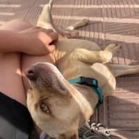 Wunderschöner & verträglicher THOR ❤, Hund zur Adoption