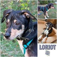 LORIOT * leiser freundlicher Hundebub, Hund zur Adoption