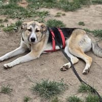 Nina sucht ihr Zuhause, Hündin zur Adoption