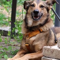 Einfach brav!!!  Unsere LOKI, Hündin zur Adoption