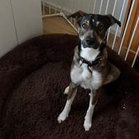 Miro - der charmante Gartenflitzer, Hund zur Adoption