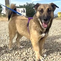 Dia ist lieb und lebensfroh, Hündin zur Adoption