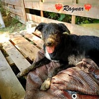 Ragnar, ist ein kleines bisschen schüchtern, Hund zur Adoption