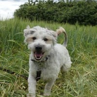 Lustiger Struppi will endlich ankommmen, Hund zur Adoption