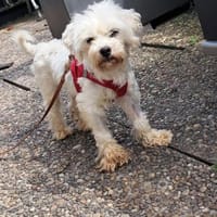 Alex, schüchterner Malteser Junge, Hund zur Adoption