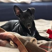 Jakobus - wartet in 53804 Much, Hund zur Adoption