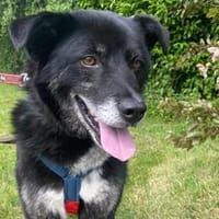 Schmusebacke Peer sucht sein Körbchen, Hund zur Adoption