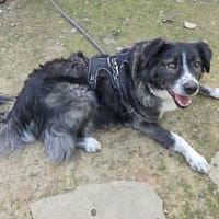 Anima, Schönheit sucht Körbchen, Hündin zur Adoption