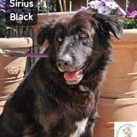 Sirius Black  Vier Pfoten, die ..., Hund zur Adoption